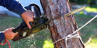 Best Tree Health Inspection  in Cle Elum, WA